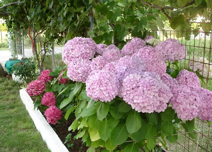 Ξενοδοχείο Porto Thassos &